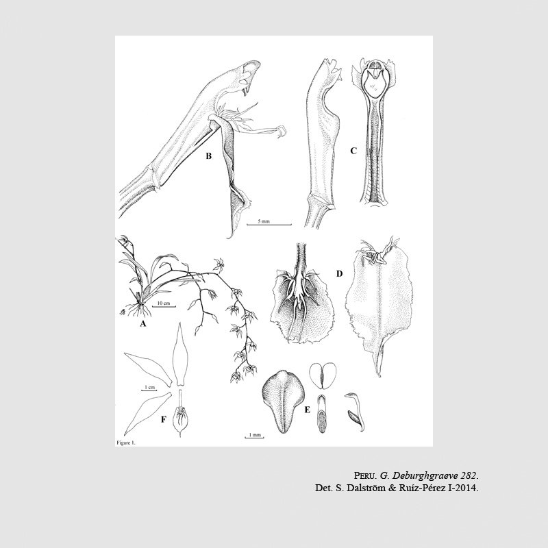 Odontoglossum filamentosum